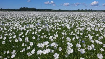 Valo24h suomalainen pellavarouhe pellava kukkiva pelto